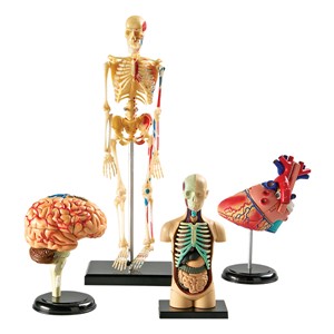 Anatomy Models Set